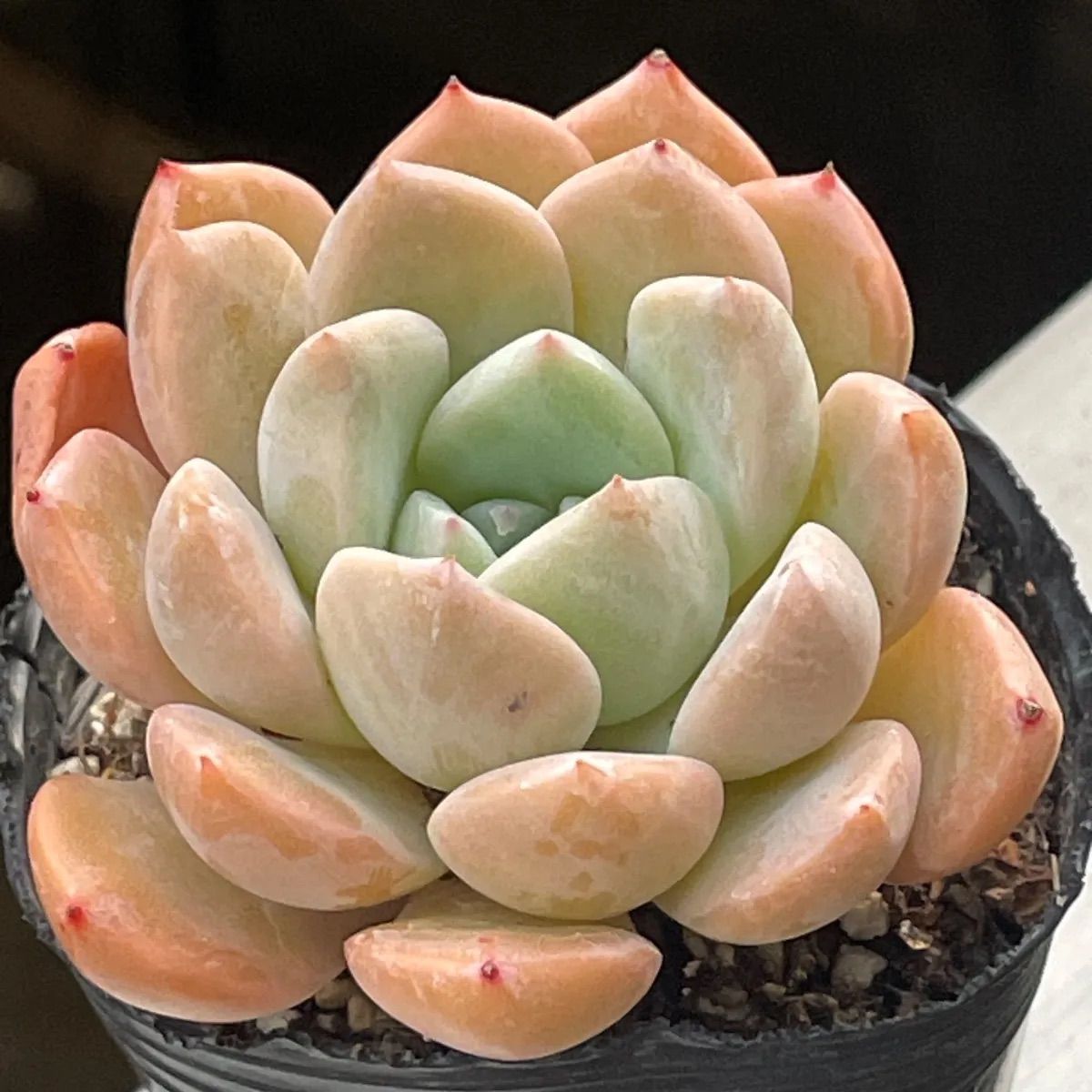 多肉植物♡ジェイドリリー❤︎抜き苗(根付き) - メルカリ