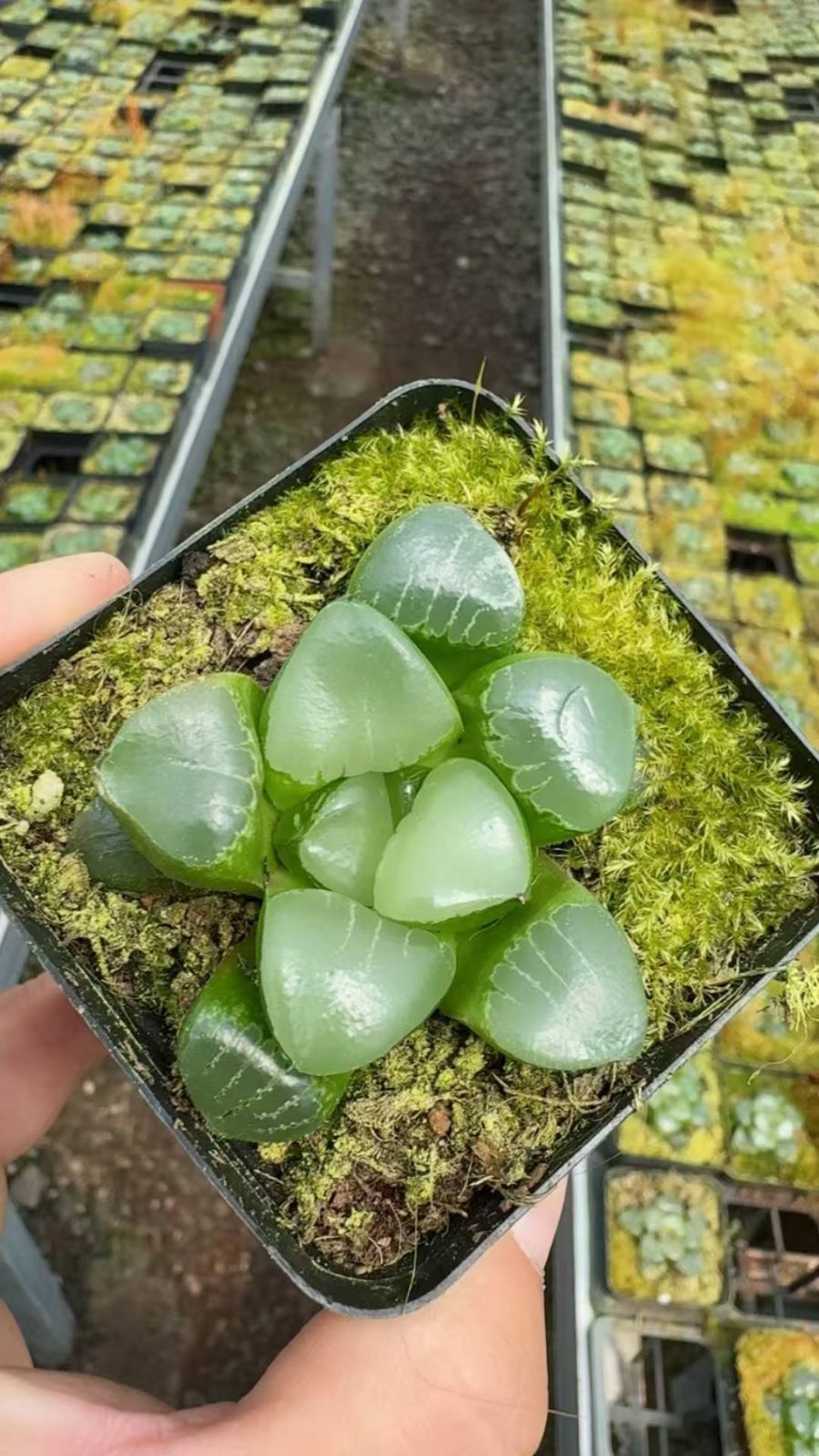 新入荷　24株の抜き苗セット　ヒメミドリボシハオルチア　多肉植物　佐川急便発送　エケベリア　セダム　韓国苗　Z6500