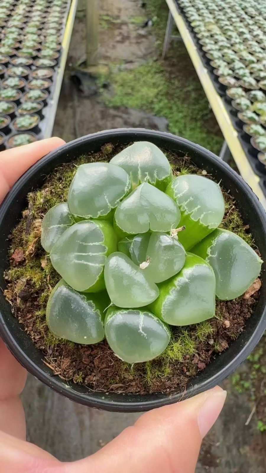 新入荷　15株の抜き苗セット　ヒメミドリボシハオルチア　多肉植物　佐川急便発送　エケベリア　セダム　韓国苗　Z6506
