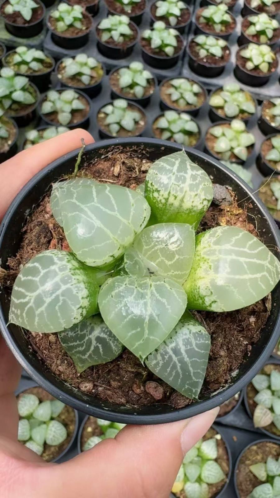 新入荷　15株の抜き苗セット　クリスタルコウヘイハオルチア　多肉植物　佐川急便発送　エケベリア　セダム　韓国苗　Z6508