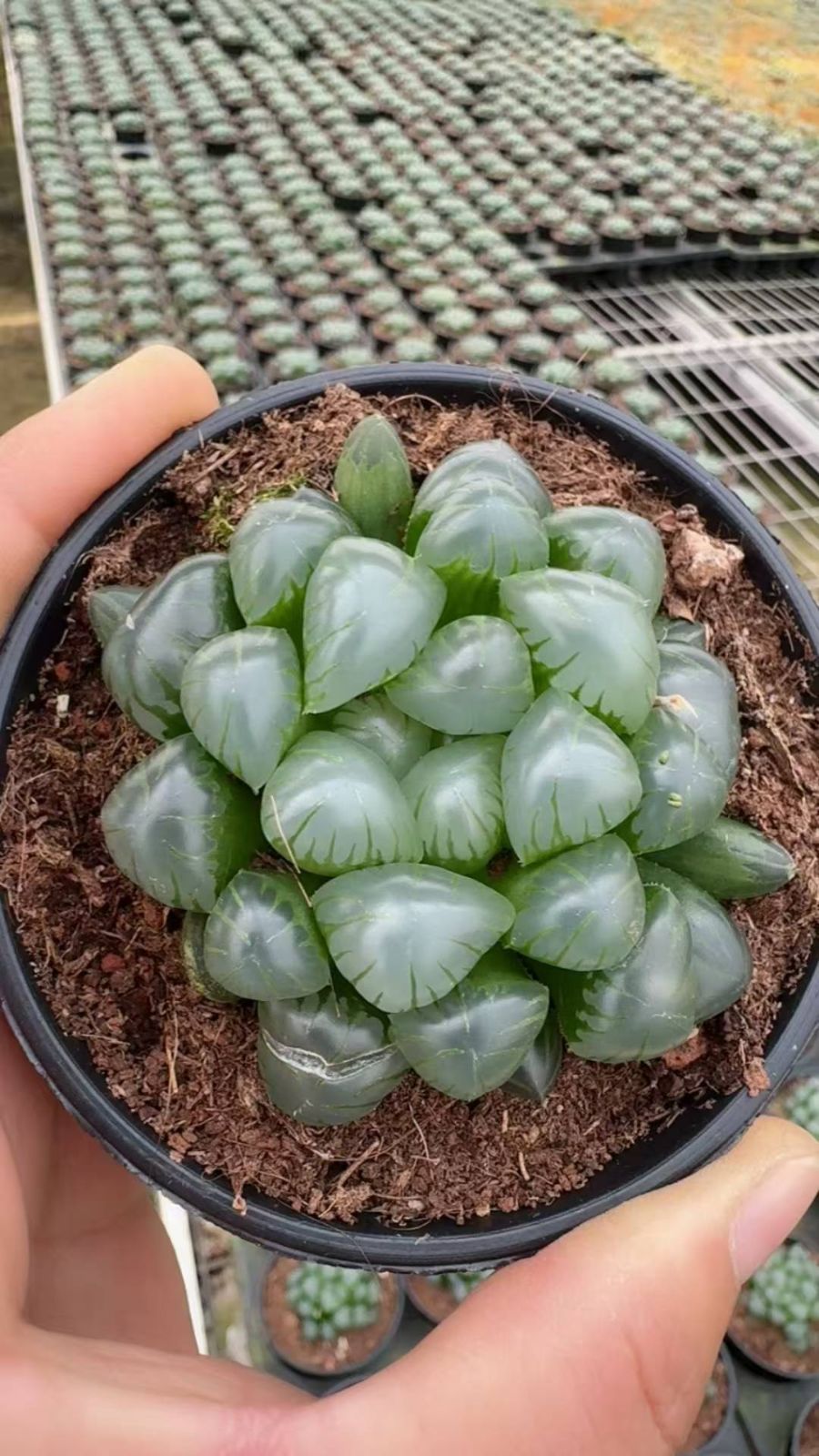 新入荷　15株の抜き苗セット　コウメイランタン　多肉植物　佐川急便発送　エケベリア　セダム　韓国苗　Z6510
