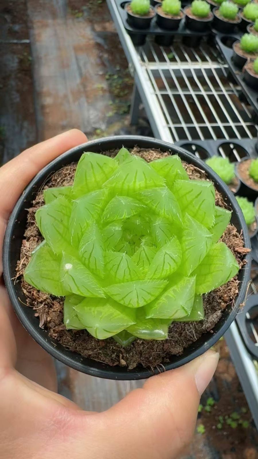 新入荷　15株の抜き苗セット　チェリークリスタル　多肉植物　佐川急便発送　エケベリア　セダム　韓国苗　Z6512