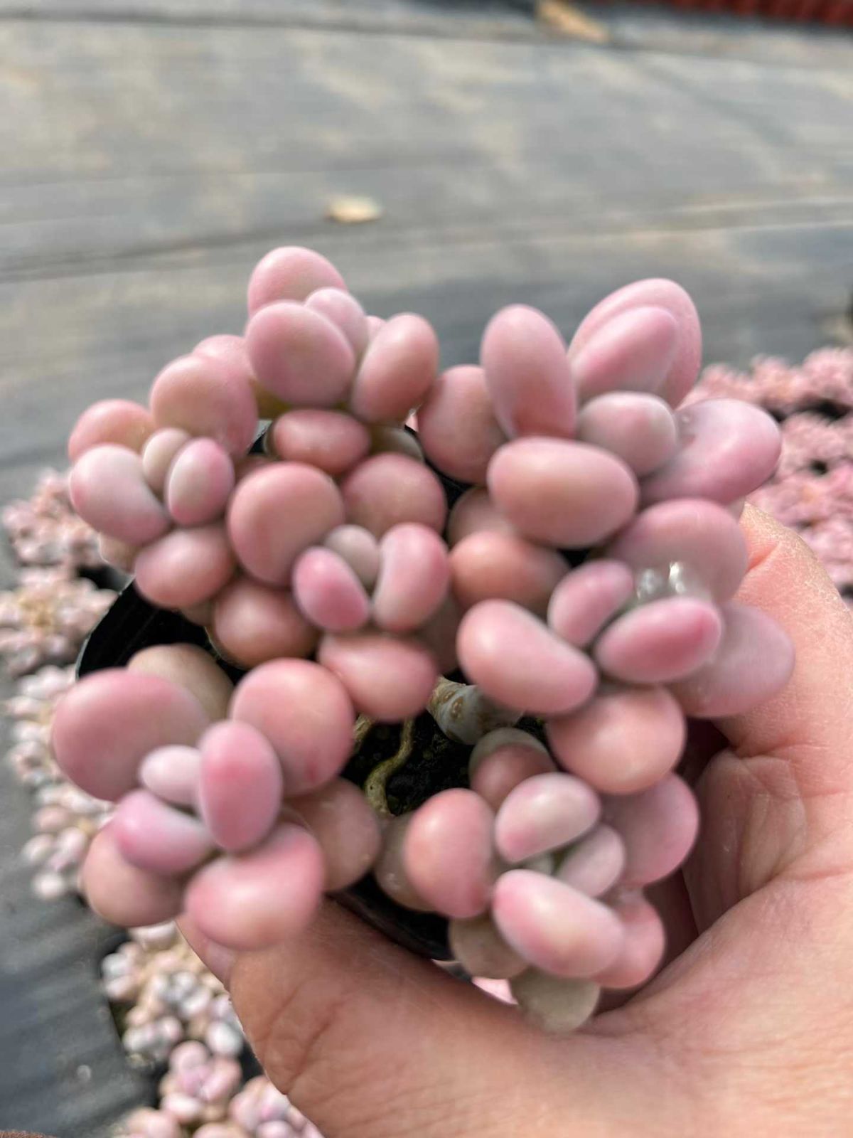 新入荷 20株の抜き苗セット ピーチエッグクラスター 多肉植物 佐川急便
