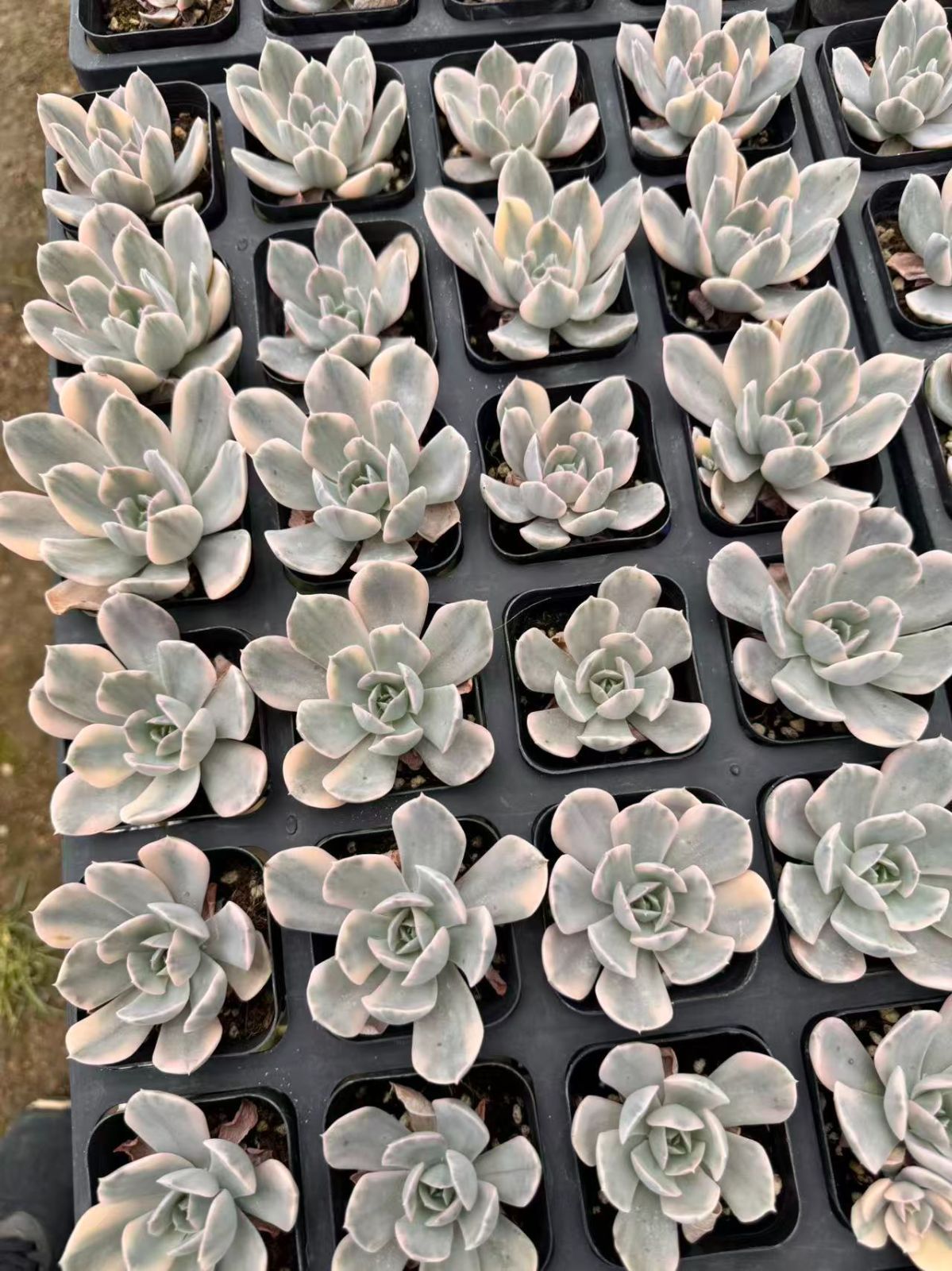 新入荷 50株の抜き苗セット ルーシーニシキ 多肉植物 佐川急便発送