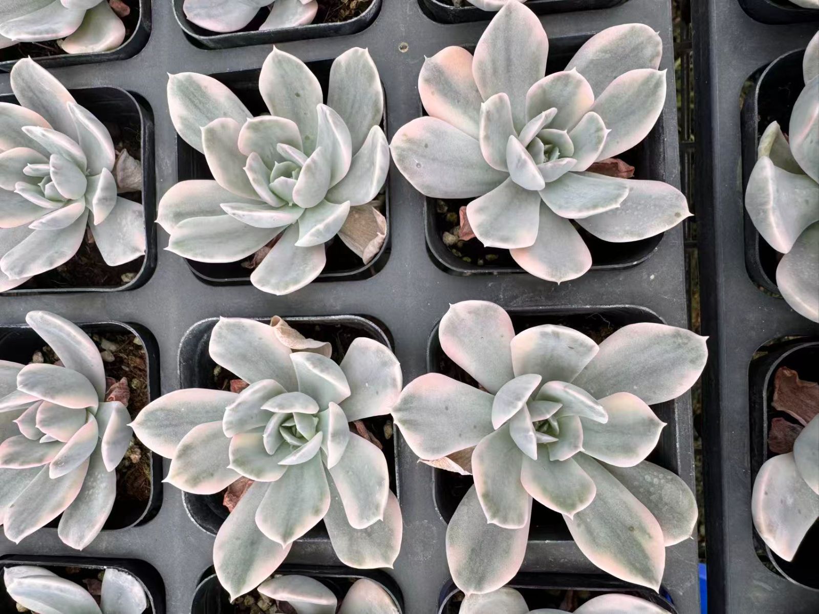 126.. 多肉植物 リモン 750円【抜き苗】 新入荷 50株の抜き苗セット ルーシーニシキ 多肉植物 佐川急便発送