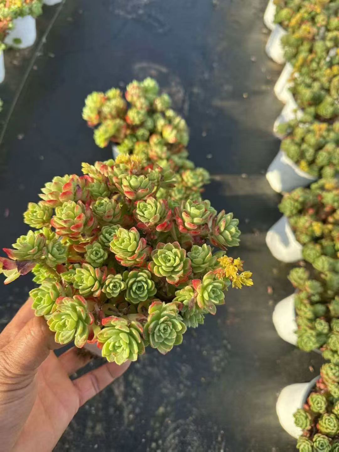 新入荷 12株の抜き苗セット ウスゲショウニシキ 多肉植物 佐川急便発送