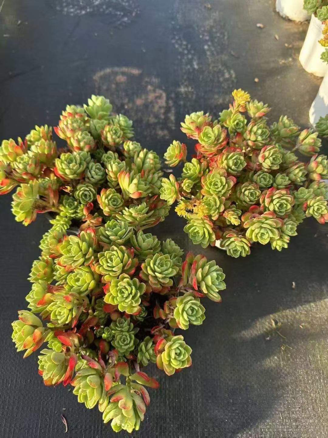 新入荷 12株の抜き苗セット ウスゲショウニシキ 多肉植物 佐川急便発送