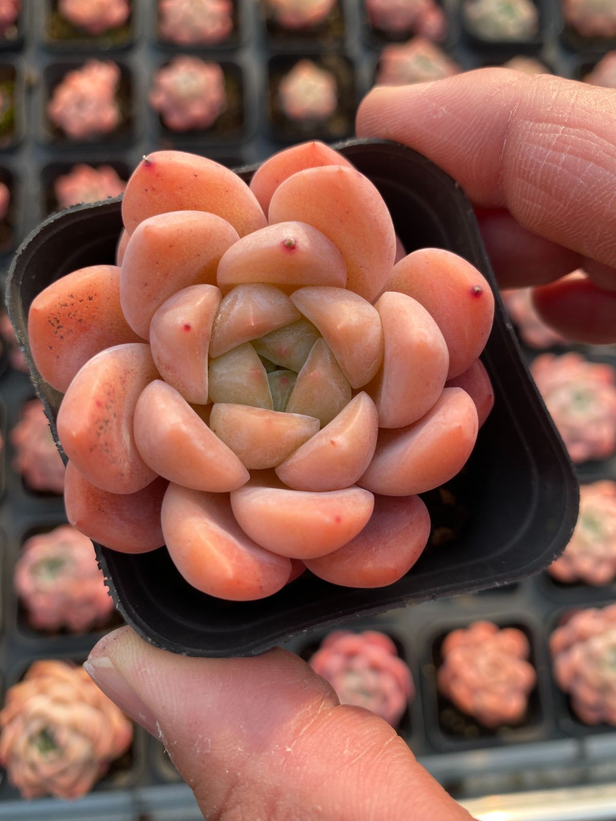 新入荷　24株の抜き苗セット　ホシカゲ　多肉植物　佐川急便発送　エケベリア　セダム　韓国苗　Z6468