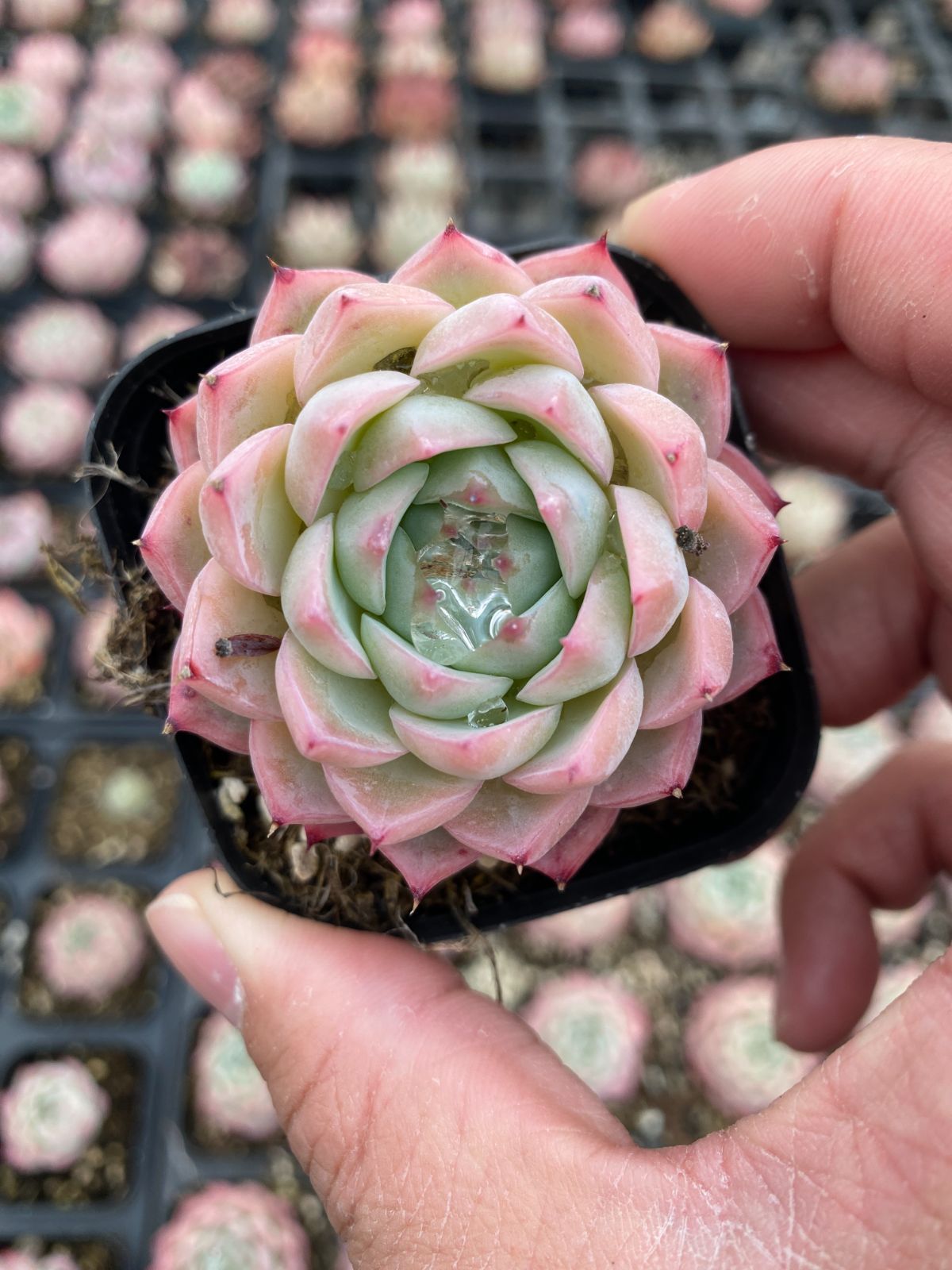 新入荷　24株の抜き苗セット　ピンククリスタル　多肉植物　佐川急便発送　エケベリア　セダム　韓国苗　Z6436