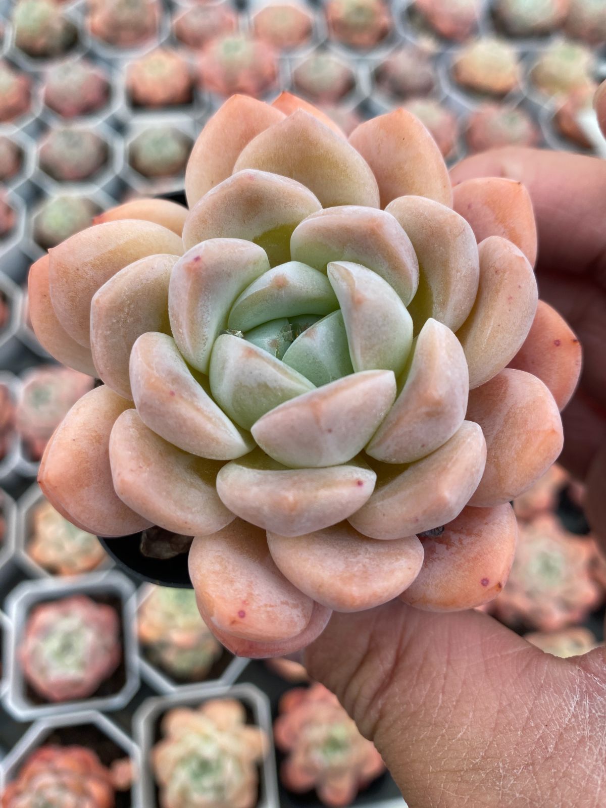 新入荷　24株の抜き苗セット　エックスロクゼロサン　多肉植物　佐川急便発送　エケベリア　セダム　韓国苗　Z6439