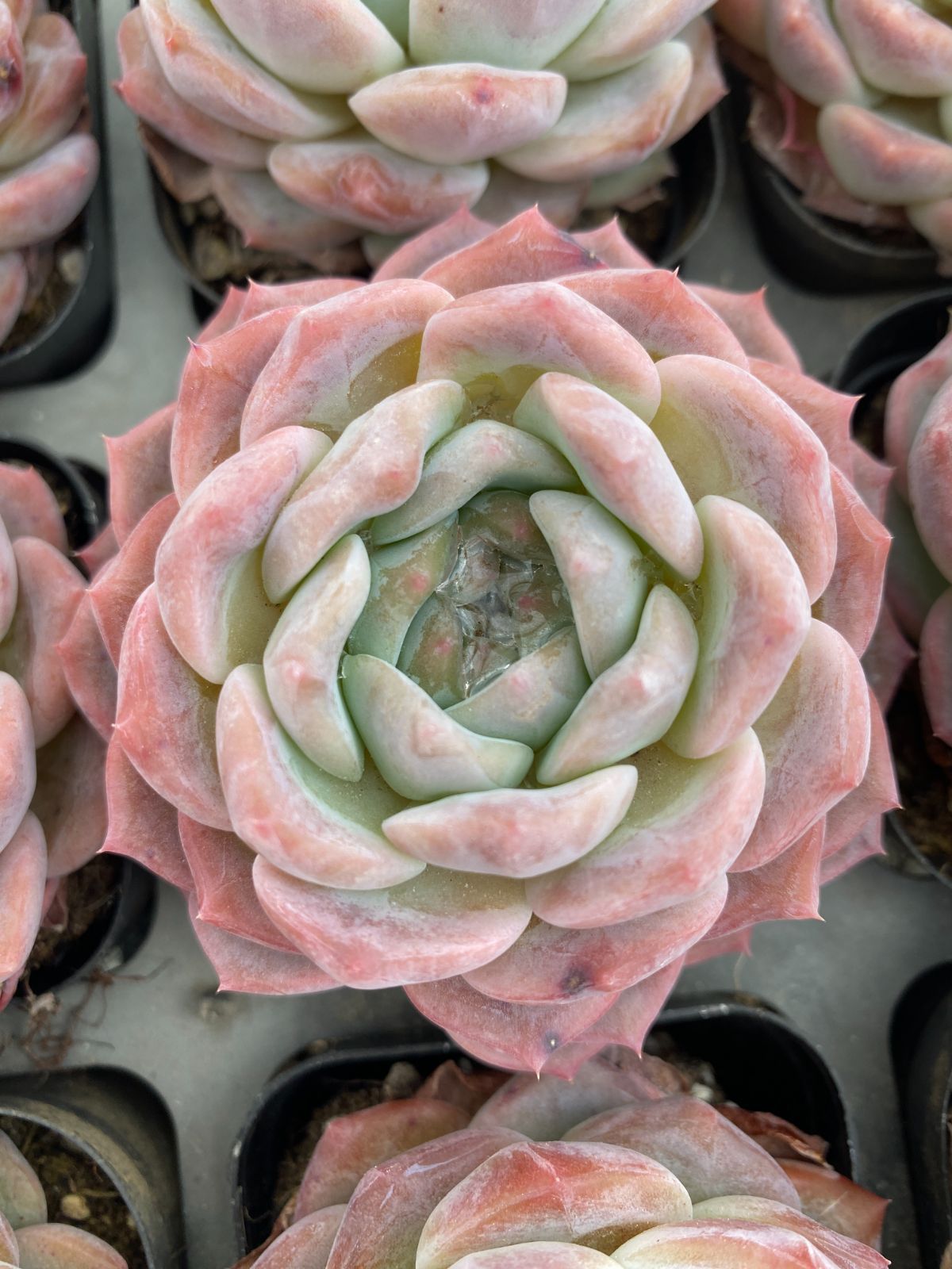 新入荷 24株の抜き苗セット ヒョウハク 多肉植物 佐川急便発送