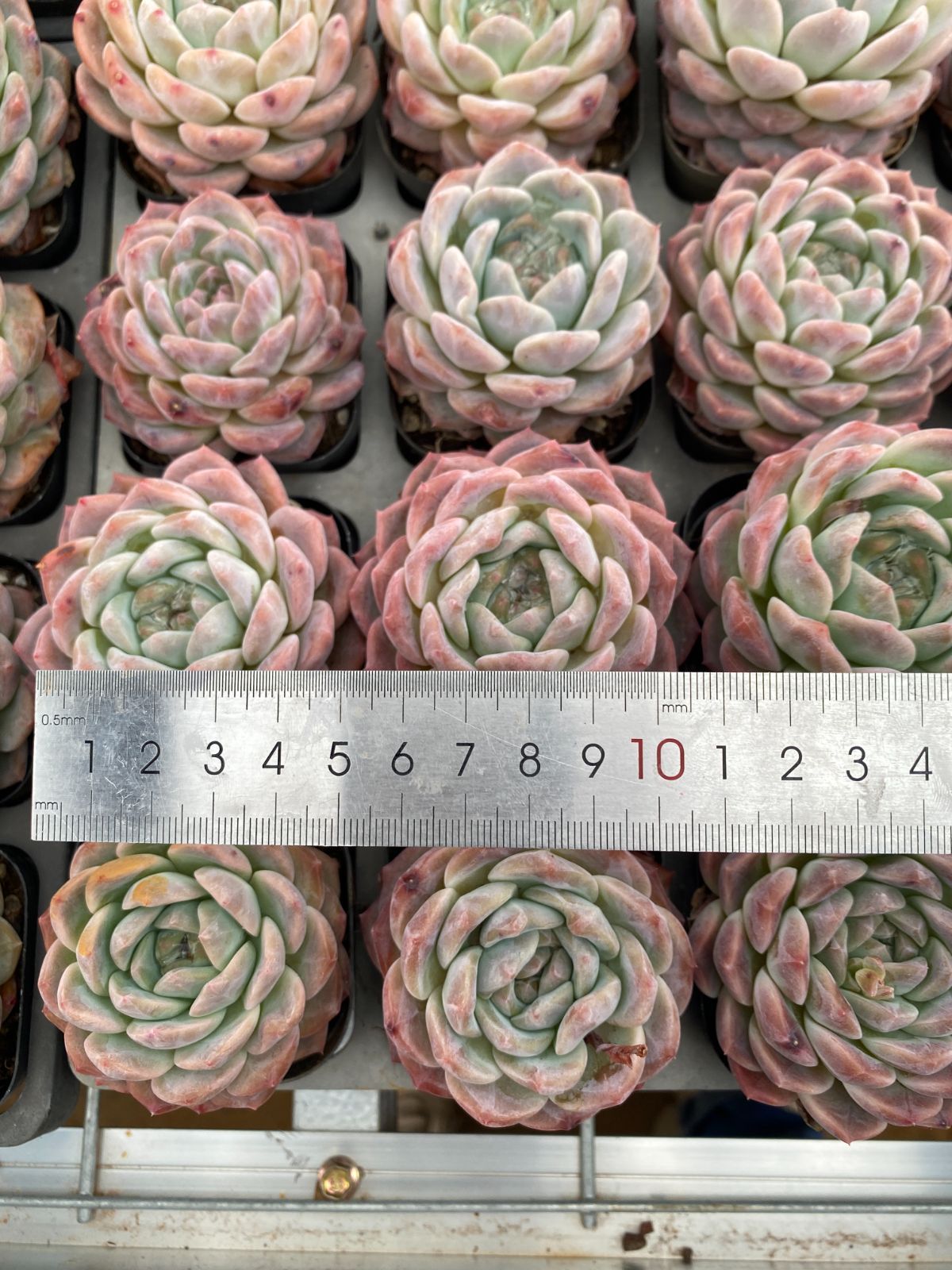 新入荷 24株の抜き苗セット ヒョウハク 多肉植物 佐川急便発送