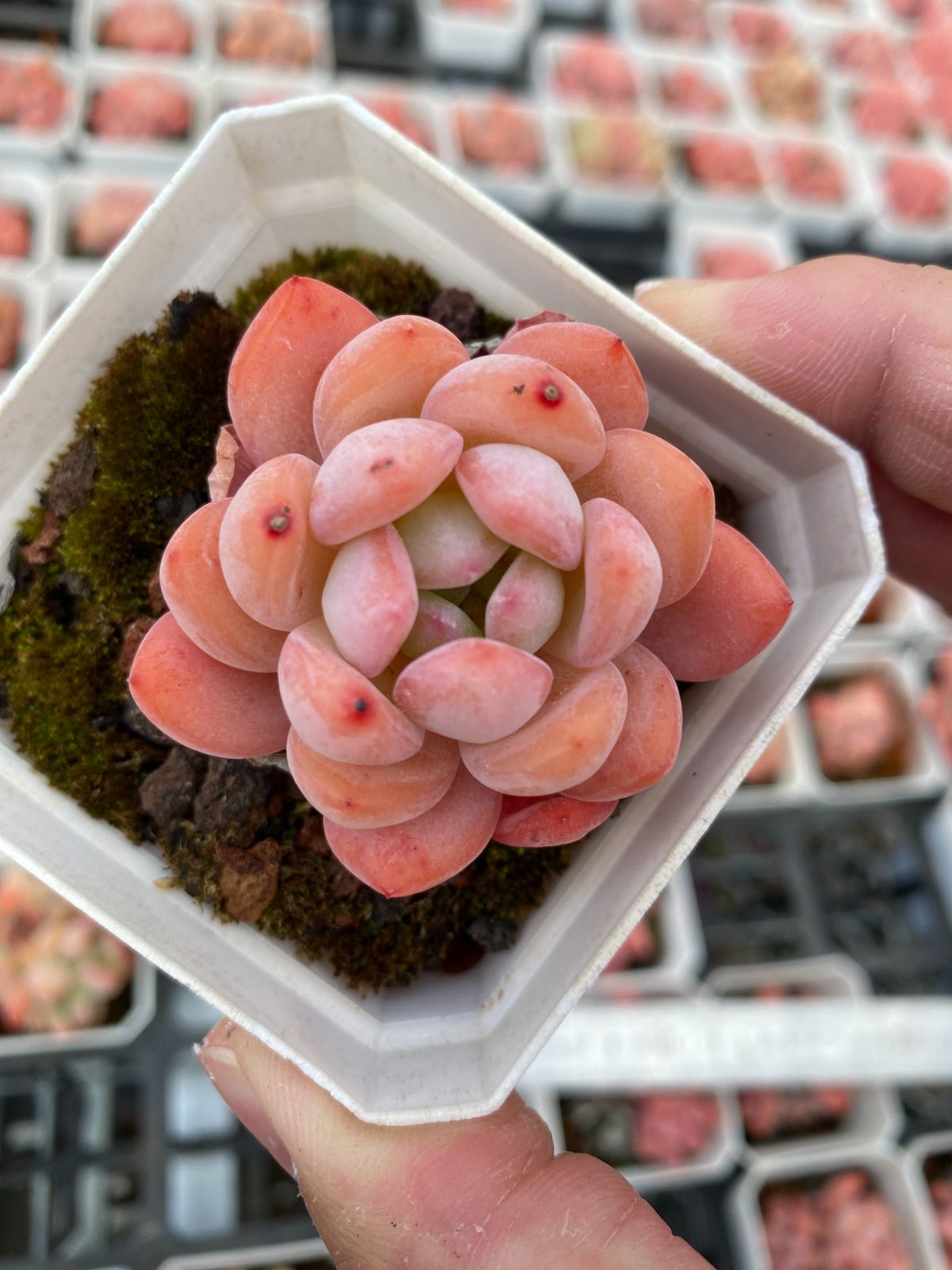 新入荷　24株の抜き苗セット　オールスター　多肉植物　佐川急便発送　エケベリア　セダム　韓国苗　Z6459