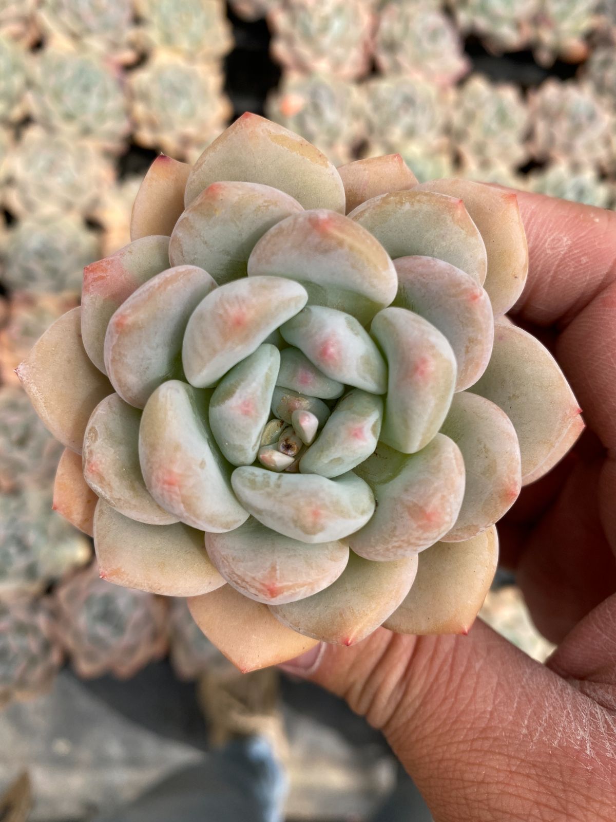 新入荷 50株の抜き苗セット オレンジ 多肉植物 佐川急便発送