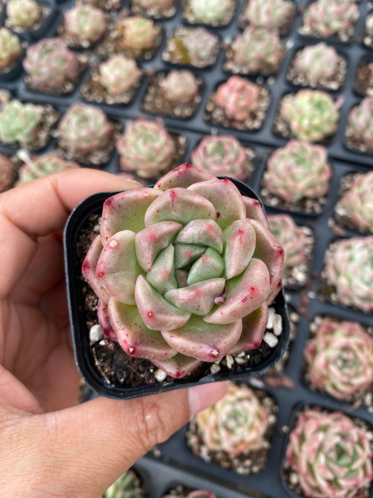 新入荷　24株の抜き苗セット　グリーン　多肉植物　佐川急便発送　エケベリア　セダム　韓国苗　Z6418