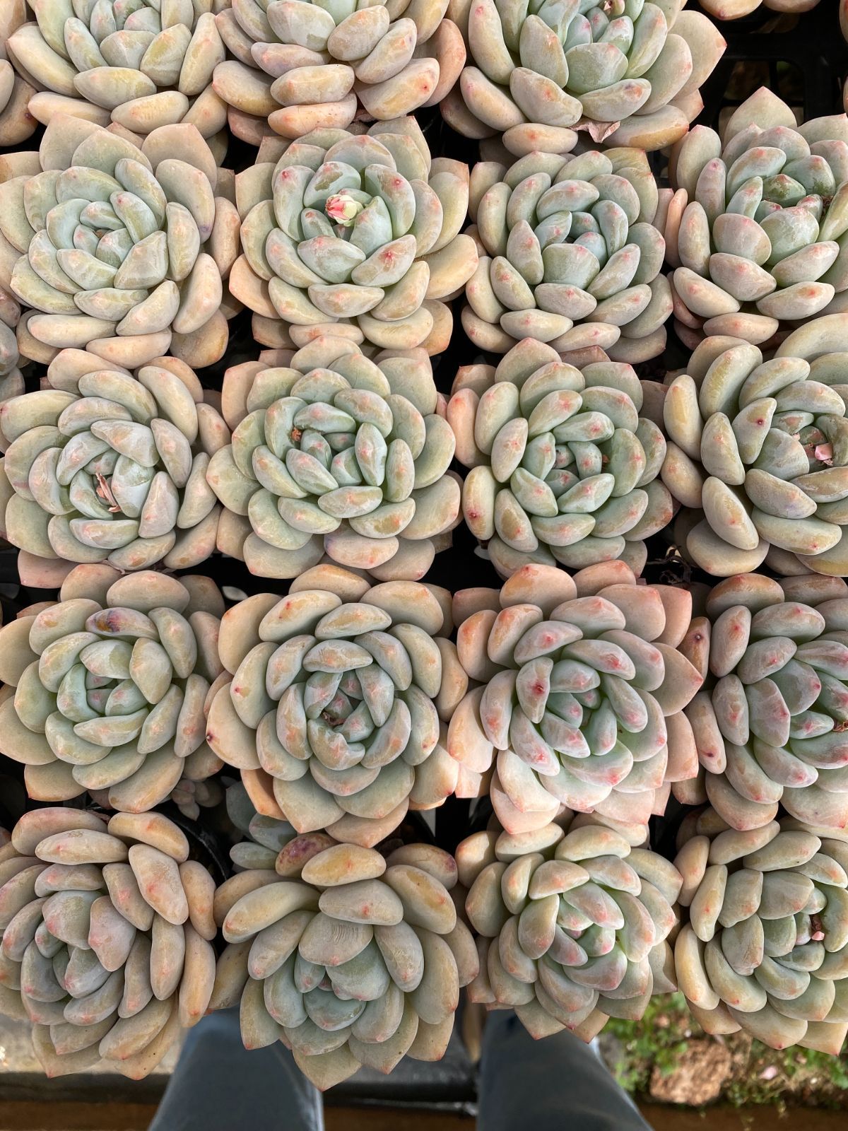 新入荷 50株の抜き苗セット オレンジ 多肉植物 佐川急便発送