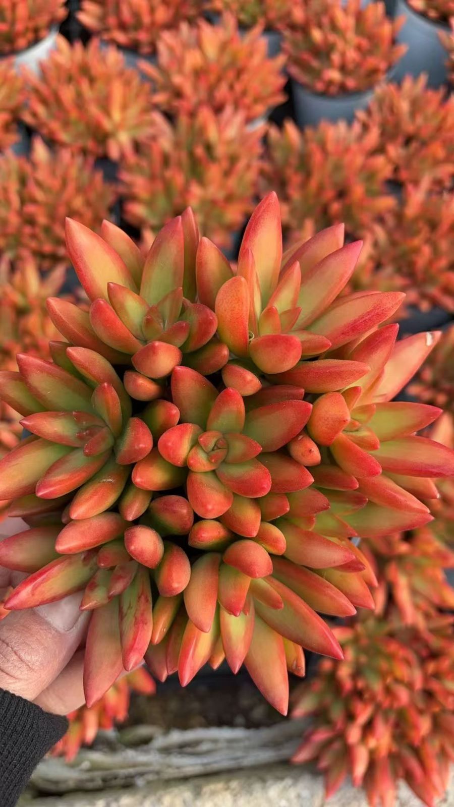 新入荷　カリフォルニアサンセット　鮮やかな12株セット　土と根付き　多肉植物　エケベリア　セダム　韓国苗　詰め合わせ　寄せ植え　Z5090