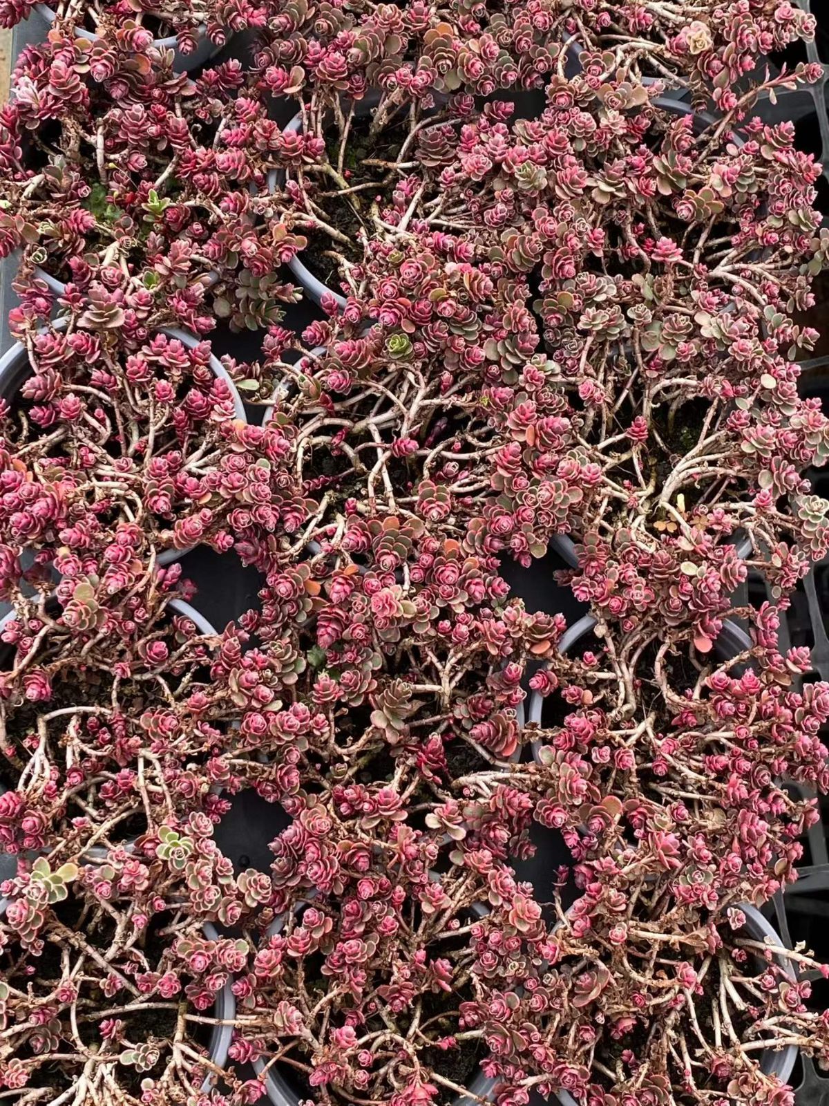 新入荷　タイヨウカ　鮮やかな20株セット　土と根付き　多肉植物　エケベリア　セダム　韓国苗　詰め合わせ　寄せ植え　Z5337 6,683円