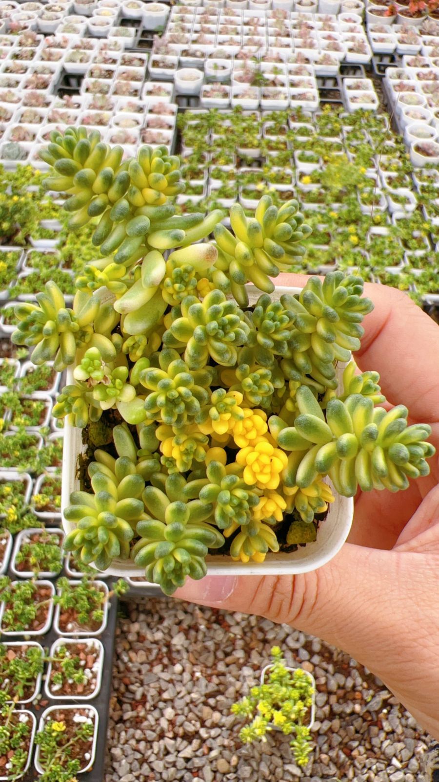 新入荷　ダイトウマイニシキ　鮮やかな32株セット　土と根付き　多肉植物　エケベリア　セダム　韓国苗　詰め合わせ　寄せ植え　Z5175