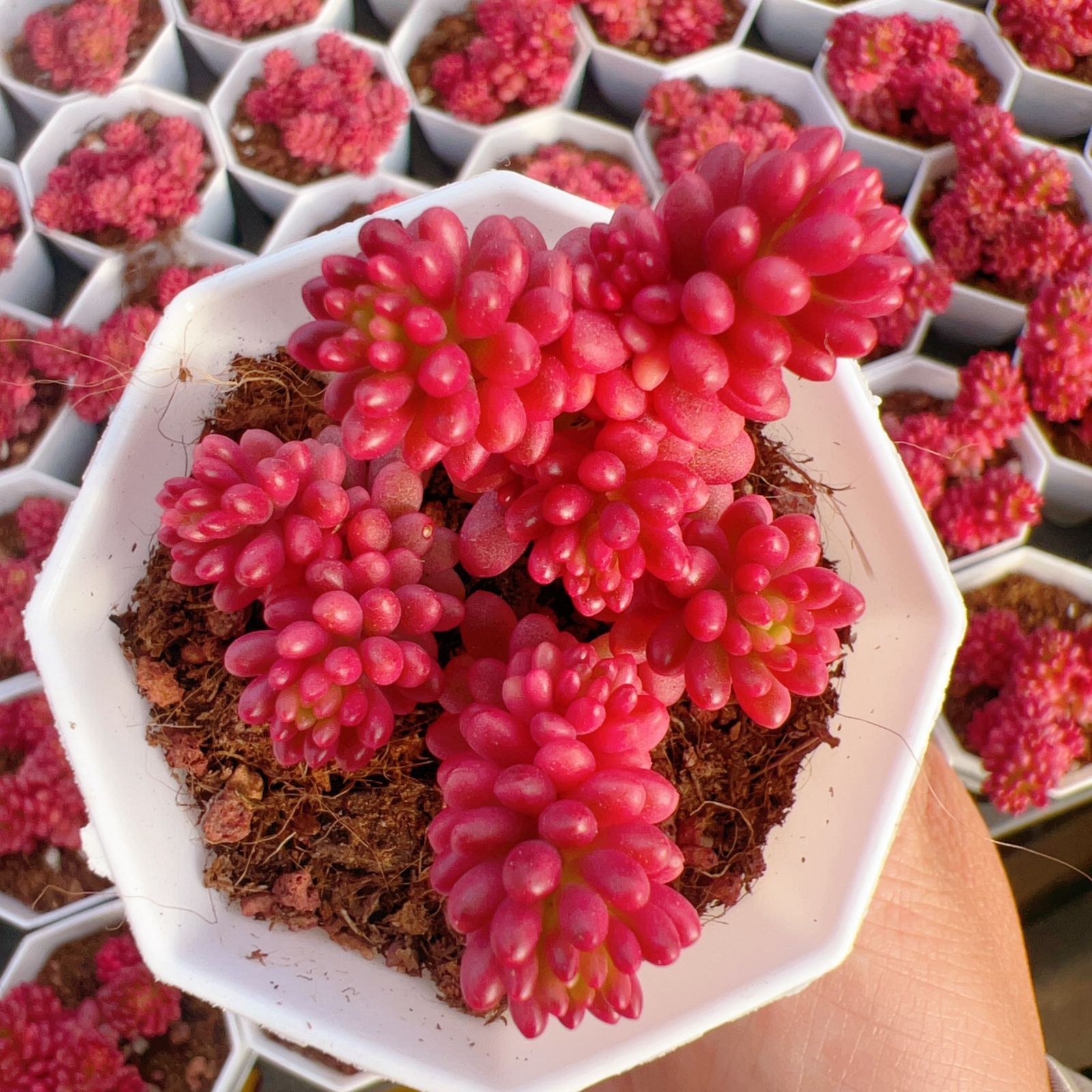 新入荷　ベリーニシキ　鮮やかな32株セット　土と根付き　多肉植物　エケベリア　セダム　韓国苗　詰め合わせ　寄せ植え　Z5196