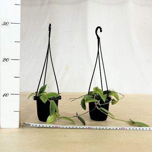 観葉植物 ホヤ sp.(品種不明) タイプF 3号吊り鉢(個体おまかせ1鉢