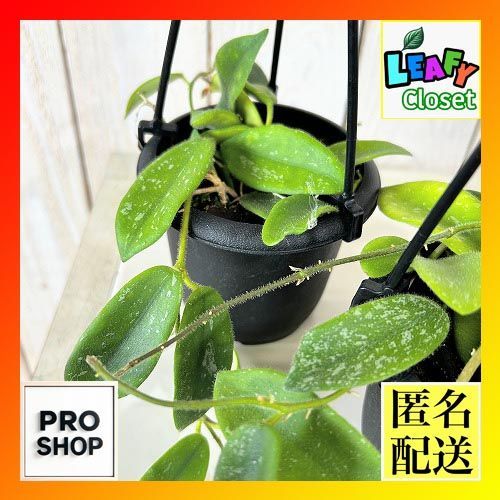 観葉植物 ホヤ sp.(品種不明) タイプF 3号吊り鉢(個体おまかせ1鉢