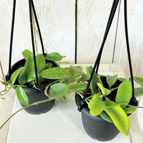 観葉植物 ホヤ sp.(品種不明) タイプF 3号吊り鉢(個体おまかせ1鉢