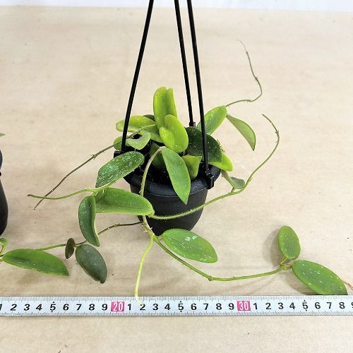観葉植物 ホヤ sp.(品種不明) タイプF 3号吊り鉢(個体おまかせ1鉢