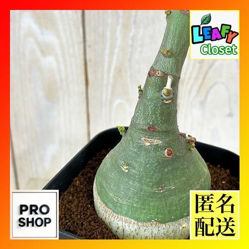 塊根植物　選べるアデニア グラウカ(文福茶釜) 4号角鉢(現品)　コーデックス インテリアグリーン おしゃれ 珍奇植物 ビザールプランツ(s-507237)