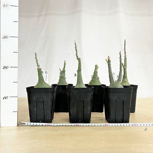 塊根植物 選べるアデニア グラウカ(文福茶釜) 4号角鉢(現品