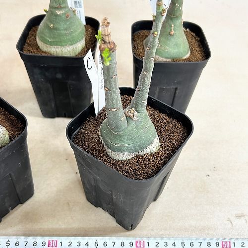 塊根植物 選べるアデニア グラウカ(文福茶釜) 4号角鉢(現品