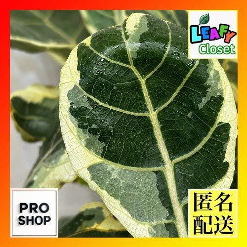 観葉植物　【葉傷みあり】斑入りカシワバゴム(フィカス リラ－タ イヴォンヌ) 2.5号ポット(個体おまかせ1鉢)　インテリア 室内園芸 おしゃれ 可愛い かわいい(507251)