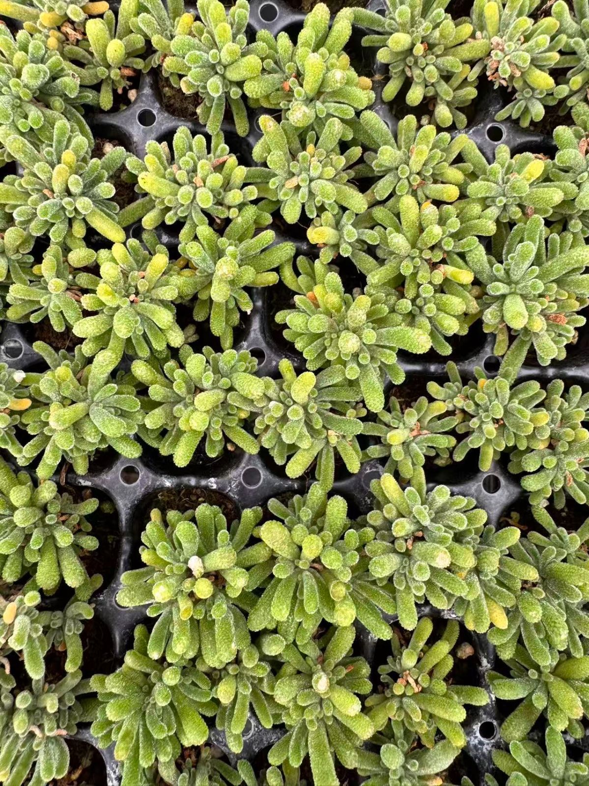 新入荷フルオレセントラビット×128苗 X1045土付き 多肉植物 詰め合わせ
