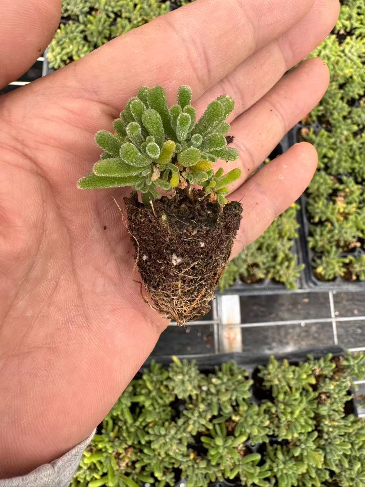 58 #多肉植物アエオニウム❤️  緑のバラ ❤️1大頭9cm拔き苗 58 #多肉植物アエオニウム❤️ 緑のバラ ❤️1大頭9cm拔き苗 58 #多肉