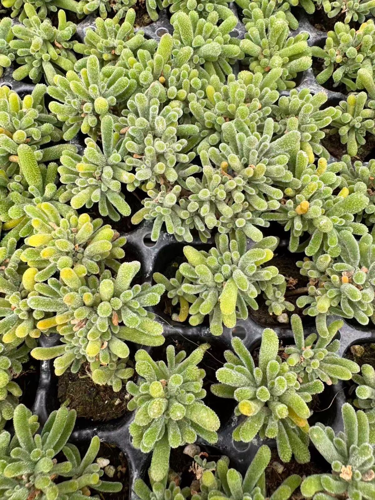 新入荷フルオレセントラビット×128苗 X1045土付き 多肉植物 詰め合わせ
