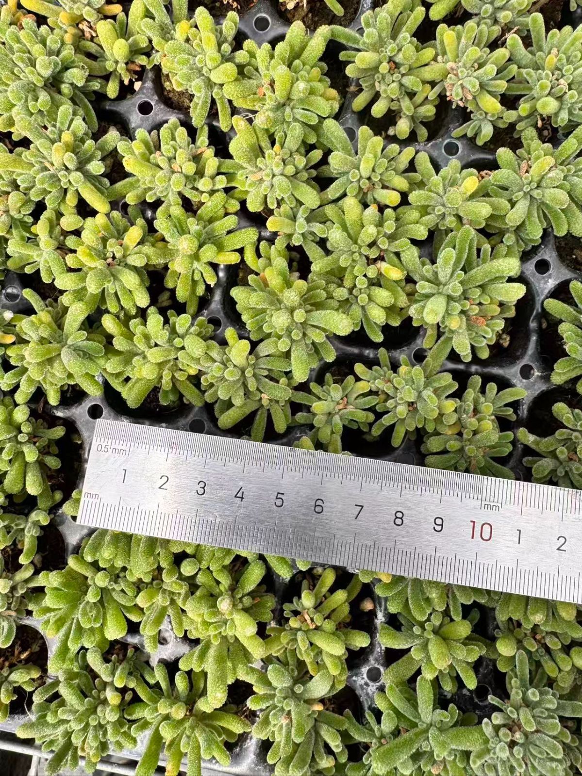 新入荷フルオレセントラビット×128苗 X1045土付き 多肉植物 詰め合わせ