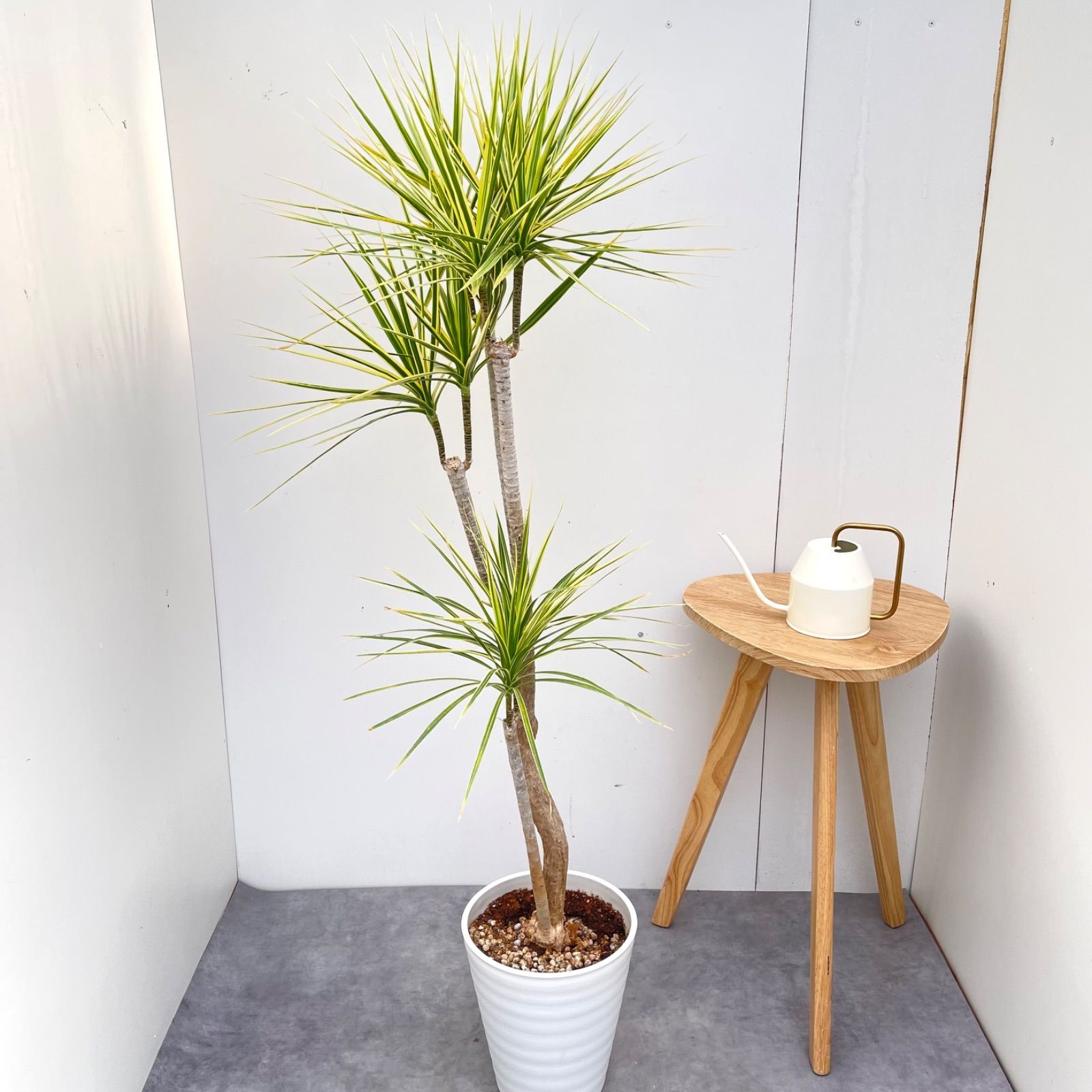 ドラセナ コンシンネ ホワイボリー 1【現品】観葉植物 室内 大型 