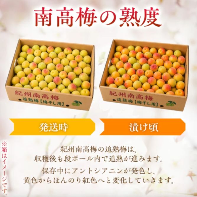 追熟梅(梅干し用)秀品A級3L 5kg 紀州南高梅 - メルカリ