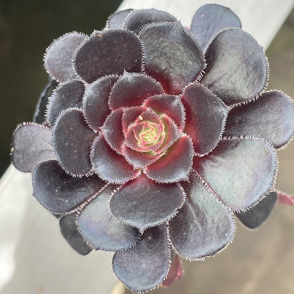 多肉植物。 黒法師抜き苗（大群生） 多肉植物♡黒法師❤︎抜き苗(根付き) - メルカリ