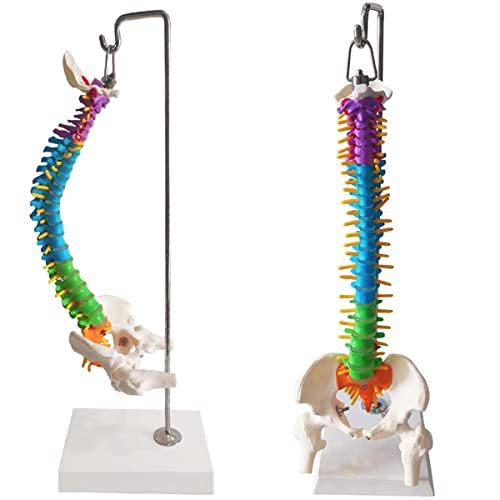 【理学療法士監修】脊椎 模型 45cm 可動式 脊椎骨盤模型 人体模型 配色脊柱 可動脊椎模型 股関節 医学 整骨院 教材 スタンド付き (45CM)/ c1254efc