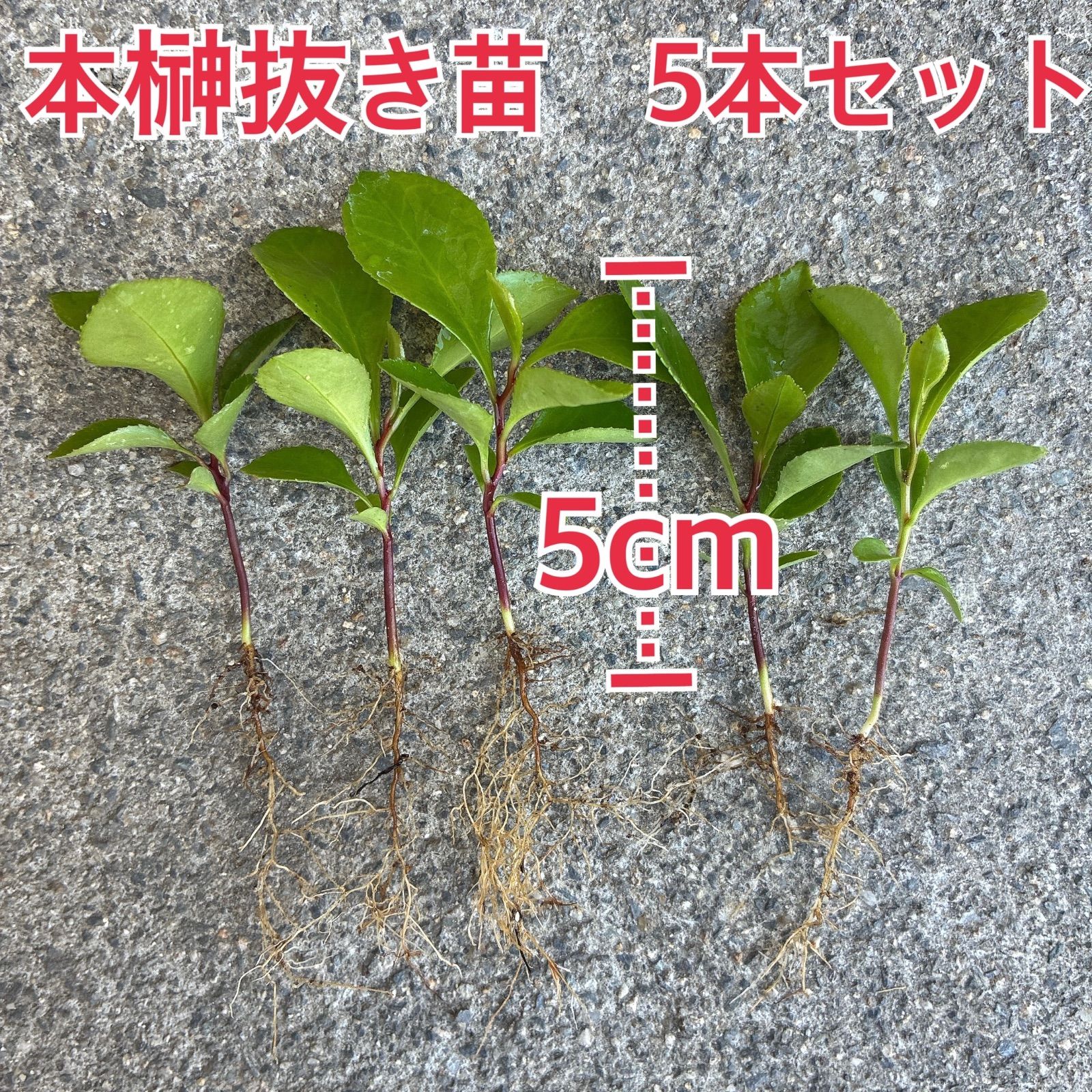 植物/本榊 実生苗 抜き苗5本セット 約5cm（毎週月曜日発送：7月20日の