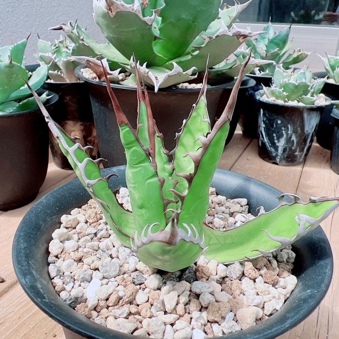 【直営】アガベ　チタノタ　シーザー　子株②　Agave titanota 観葉植物