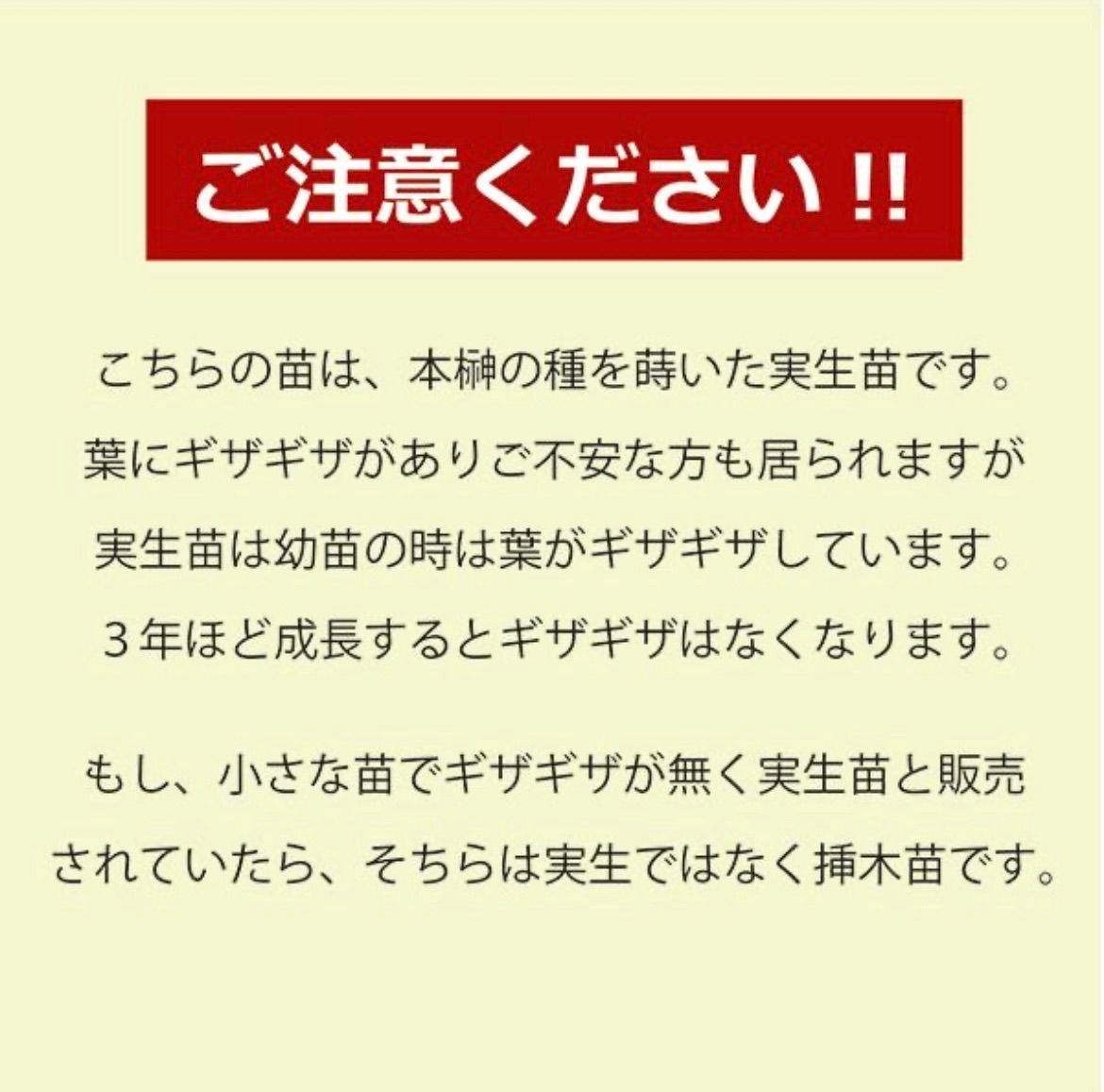 植物/本榊 実生苗 抜き苗5本セット 約5cm（毎週月曜日発送：7月20日の
