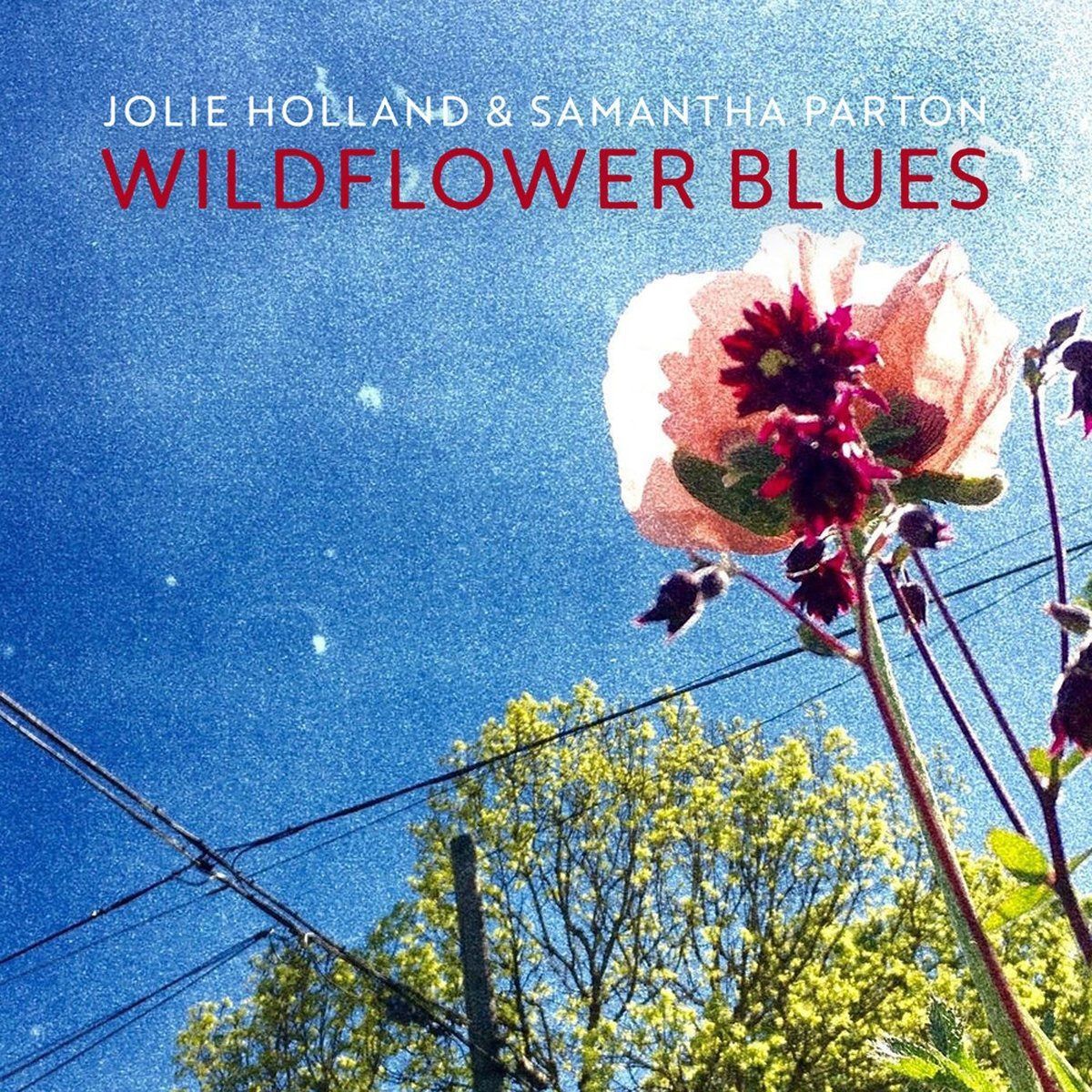 【CD】Wildflower Blues