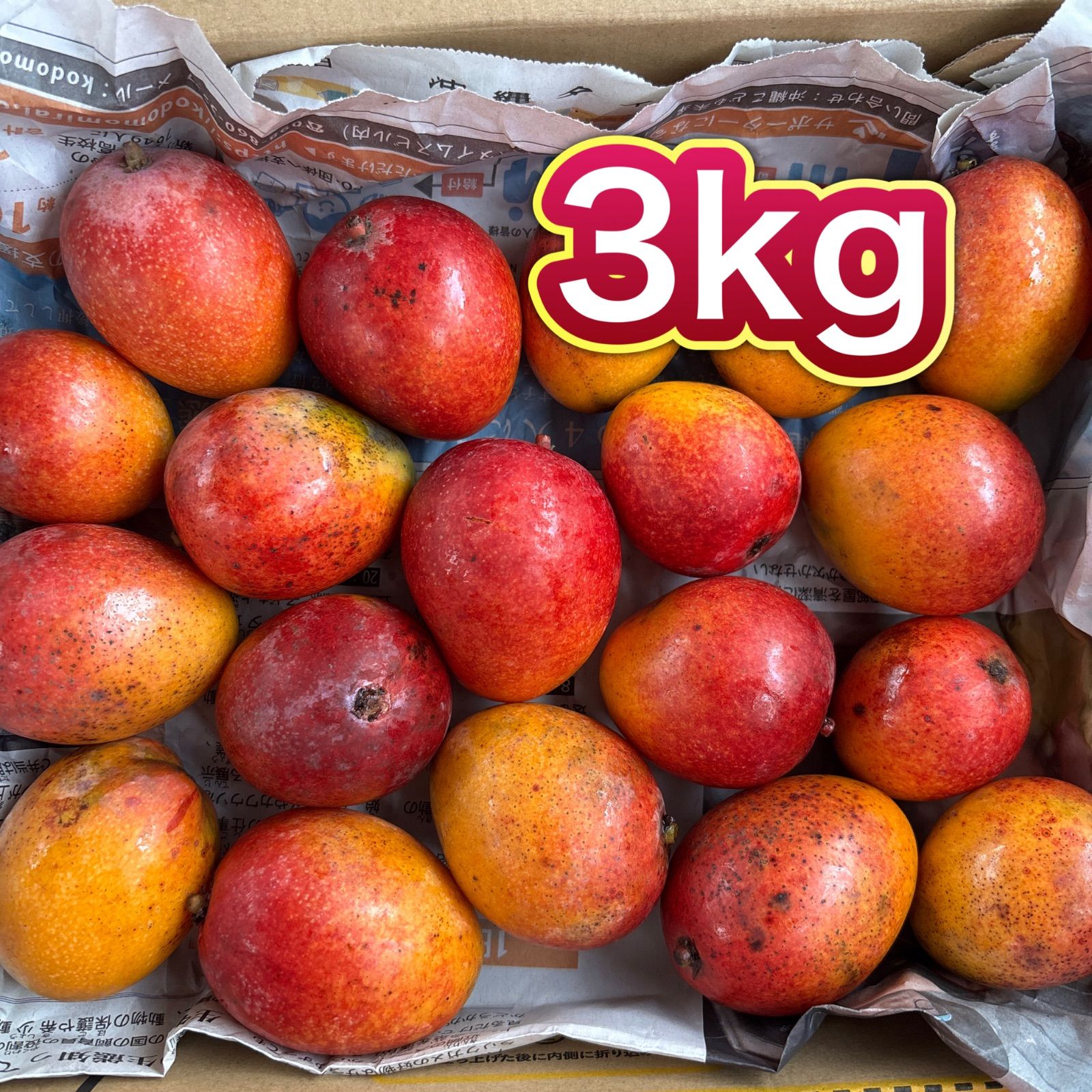 家庭用 沖縄県産 アップルミニマンゴー 約3kg｜希少完熟マンゴー 