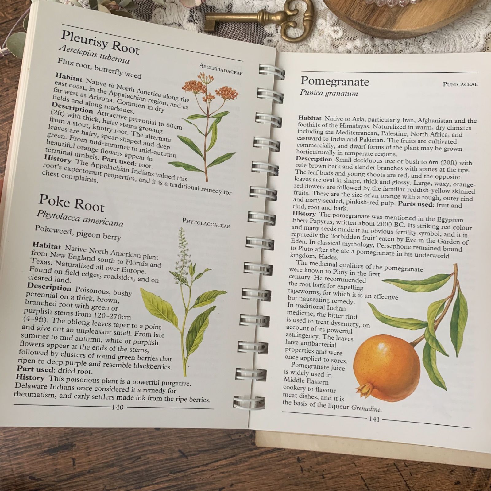 ヴィンテージ 洋書 『HERBS-American Nature Guides』植物図鑑