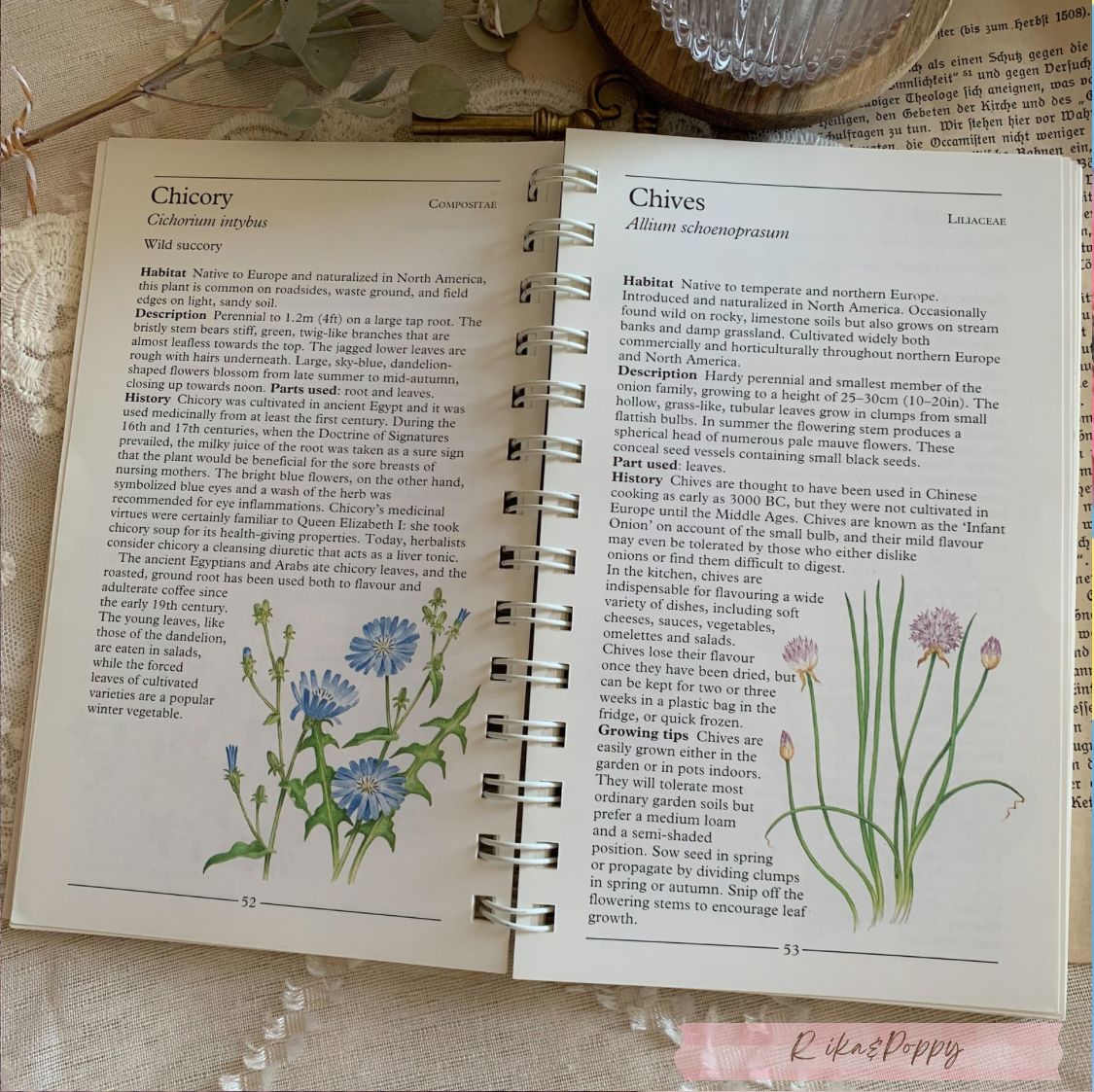 ヴィンテージ 洋書 『HERBS-American Nature Guides』植物図鑑