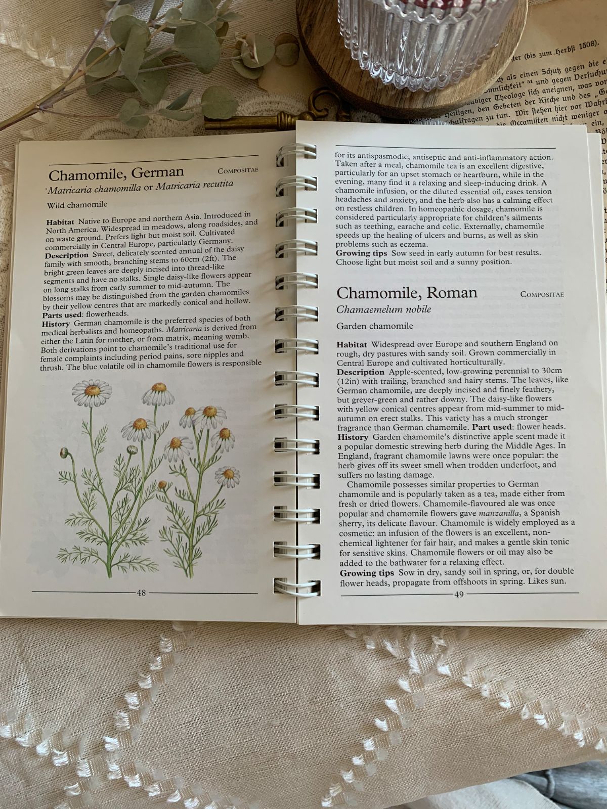 ヴィンテージ 洋書 『HERBS-American Nature Guides』植物図鑑