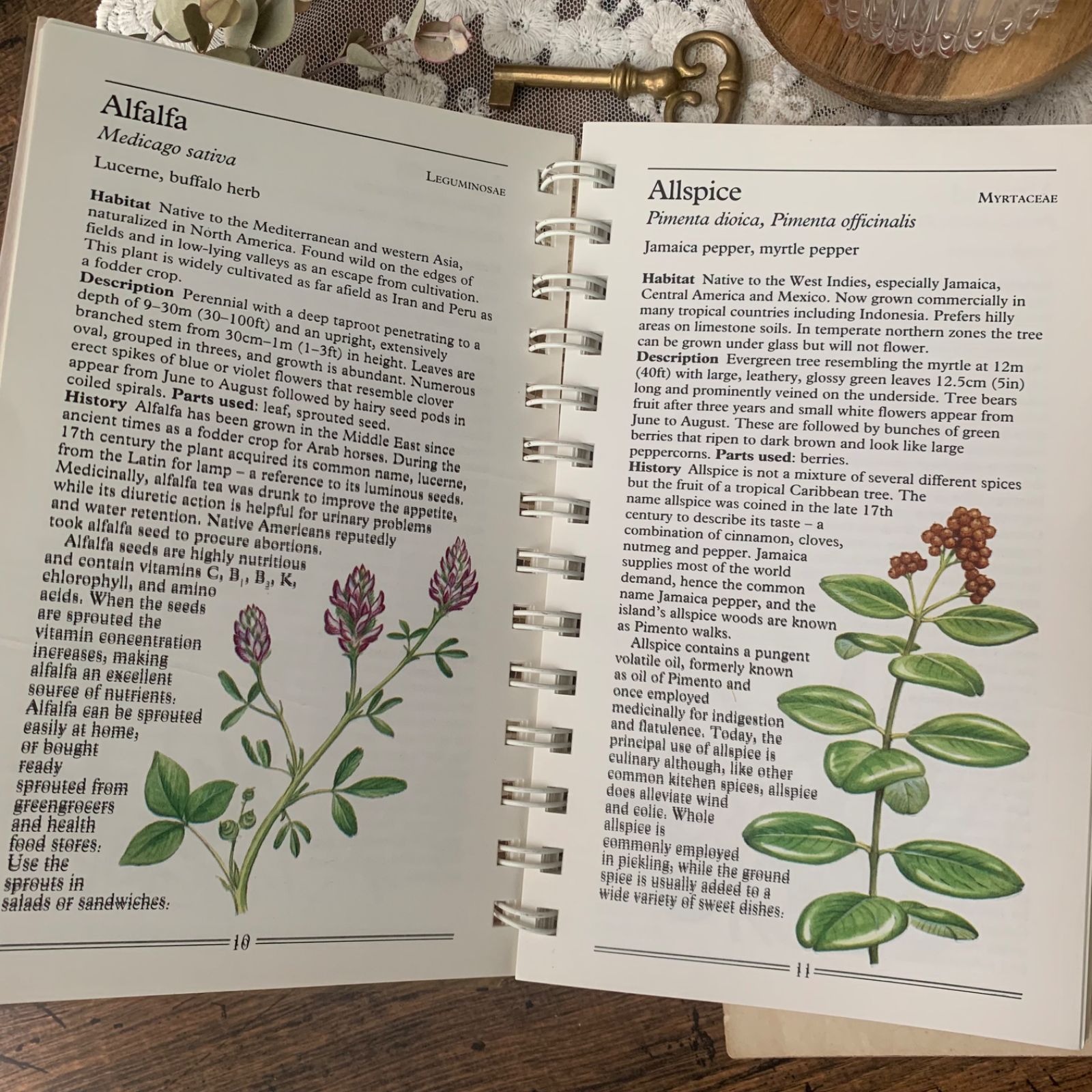 ヴィンテージ 洋書 『HERBS-American Nature Guides』植物図鑑