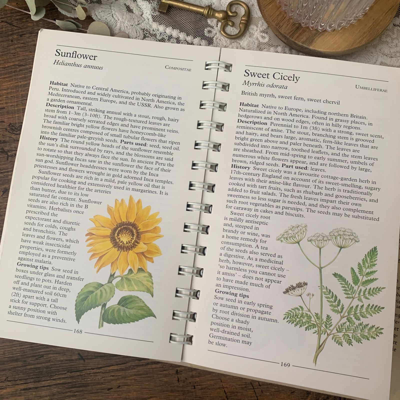 ヴィンテージ 洋書 『HERBS-American Nature Guides』植物図鑑